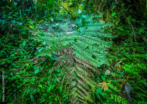 Close up of a beautiful view of the nature inside the forest, with some ferns, in Mindo photo