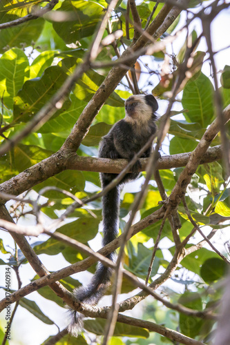 Sagui-de-cara-branca (Callithrix geoffroyi) | White-headed marmoset photographed in Linhares, Espírito Santo - Southeast of Brazil. Atlantic Forest Biome.