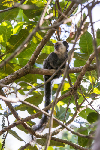 Sagui-de-cara-branca  Callithrix geoffroyi    White-headed marmoset photographed in Linhares  Esp  rito Santo - Southeast of Brazil. Atlantic Forest Biome.