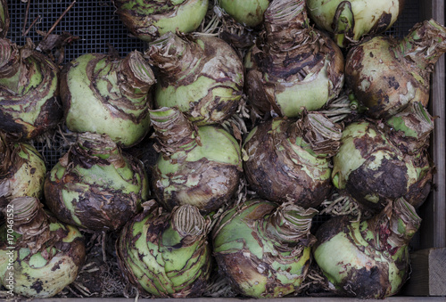 A tray of Amaryllis or hippeastrum bulbs