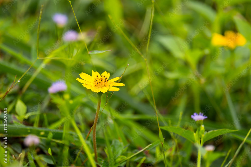 Closeup yellow flower with blurred natural background