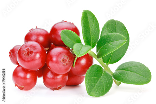 Lingonberries (cowberries, foxberries) isolated on the white background.
