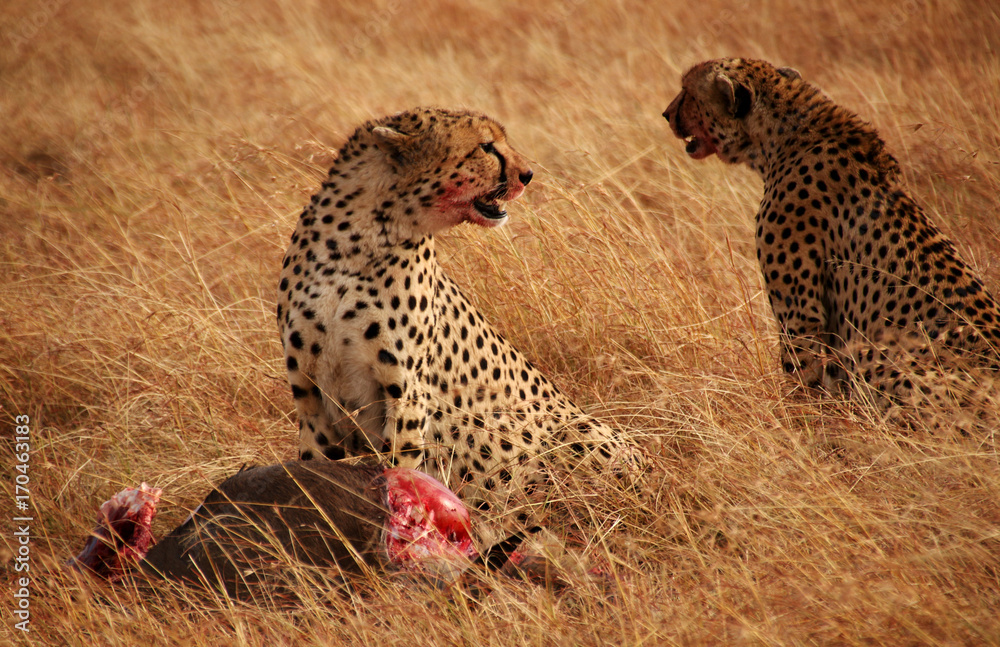Obraz premium cheetah hunt