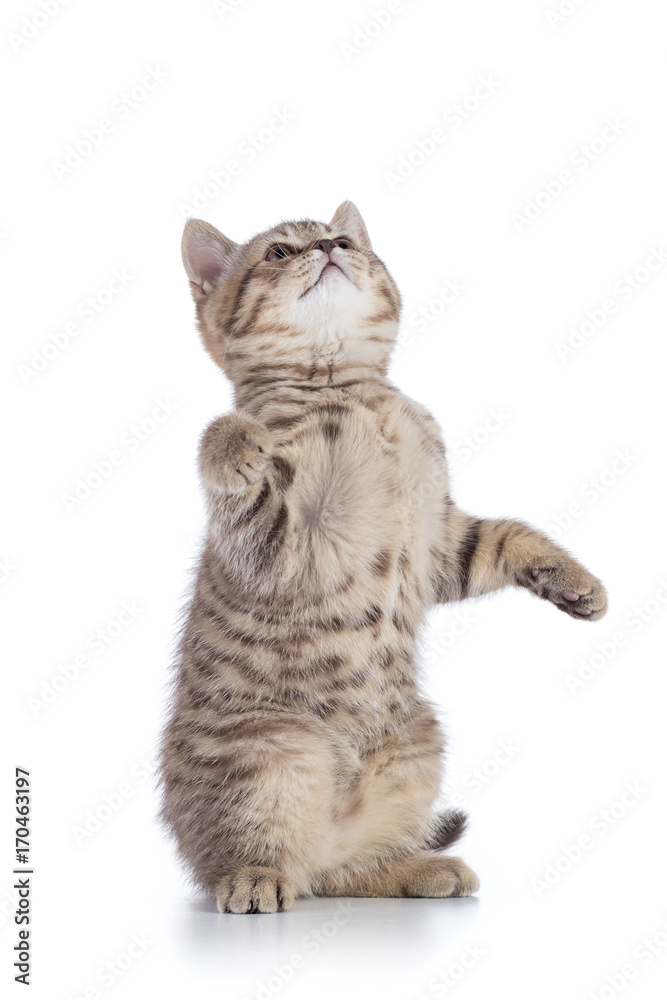 Tabby cat kitten standing on hind legs isolated on white