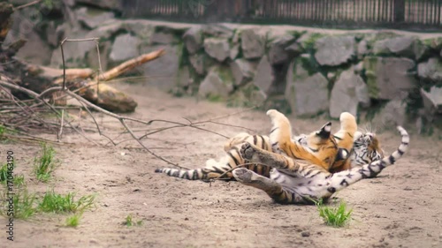 tiger cubs playing with each other in zoo park. photo