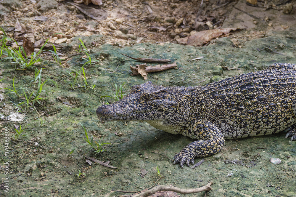 crocodiles on a crocodile farm crocodiles on a crocodile farm