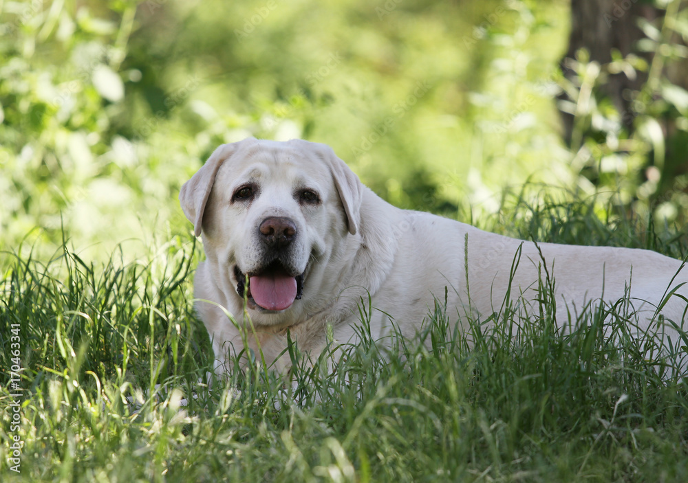 the cute yellow labrador in the park