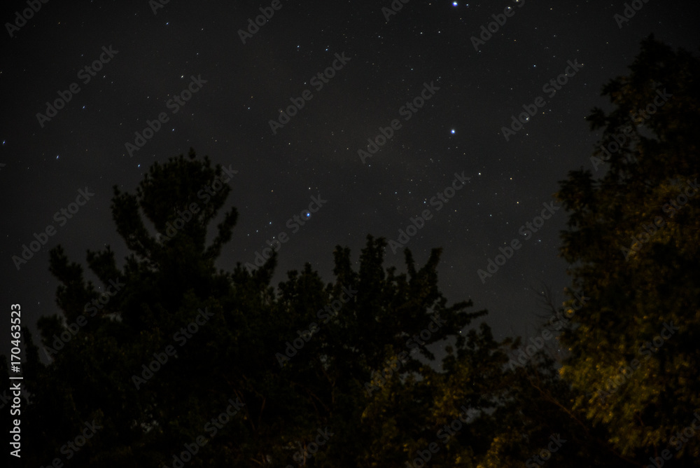 stars above the forest 