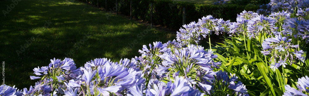 Obraz premium Fleurs agapanthe violettes