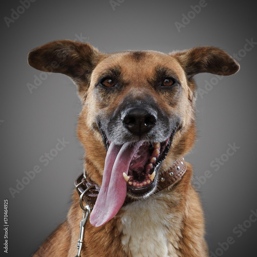 ginger funny dog - a symbol of 2018, stuck out his tongue and smiles, posing on grey background