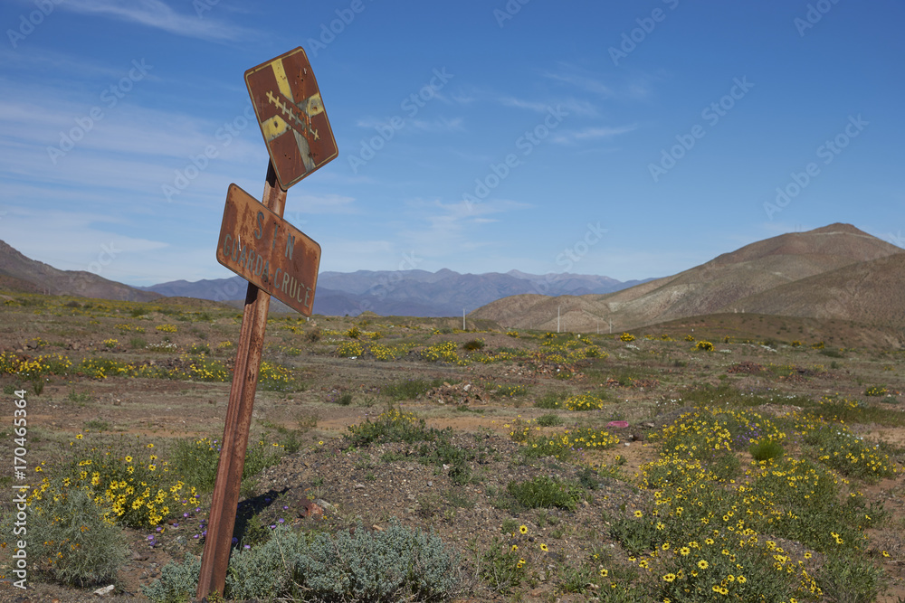 Old railway sign in the Atacama Desert of Chile alongside the Pan American Highway. Spring flowers resulting from unusual rain cover the surrounding area.  