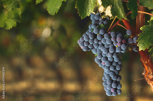Ripe Cabernet grapes on vine growing in a vineyard at sunset time, selective focus, copy space