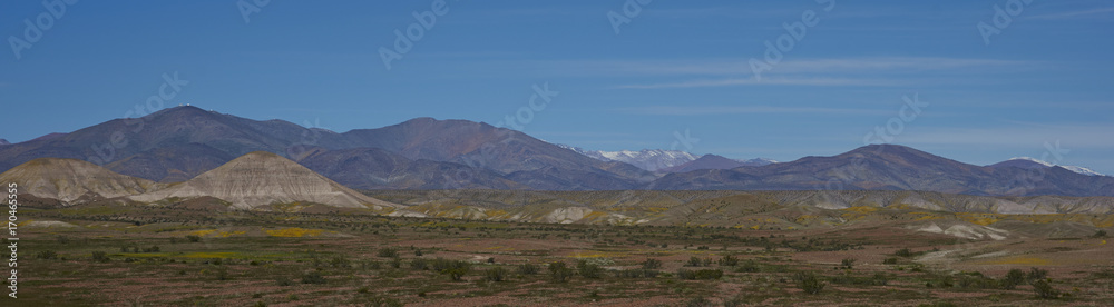 Landscape of the Atacama Desert along the Pan American Highway in Chile. Spring flowers resulting from unusual rain cover the surrounding area.