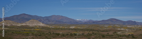 Landscape of the Atacama Desert along the Pan American Highway in Chile. Spring flowers resulting from unusual rain cover the surrounding area.