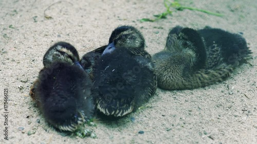 Wild Duck, ducklings sit together to keep warm. photo
