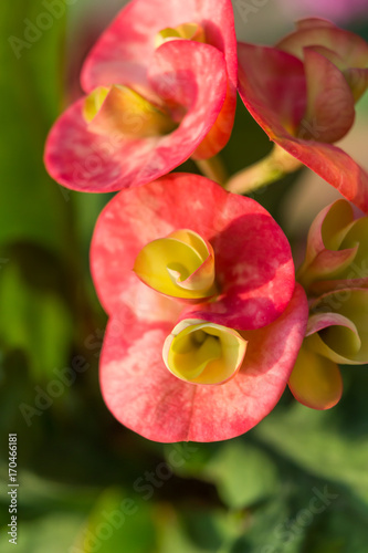 Euphorbia milli, Flower, water drops, Crown of thorns flowers