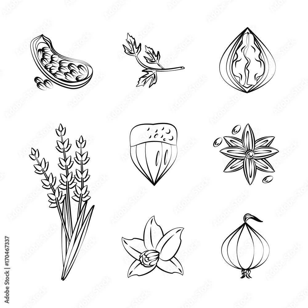 Obraz premium Herbs and spices icons over white background vector illustration graphic design