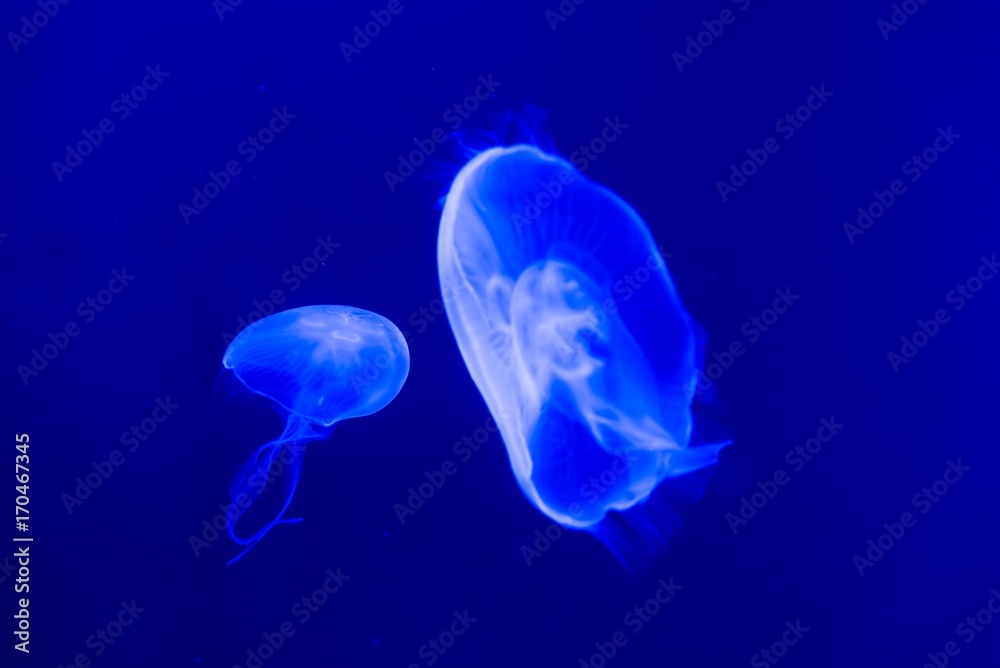 Blue jellyfish swim to light in the aquarium, Fluorescent jellyfish. Blue jellyfish swim to light in the aquarium, Fluorescent jellyfish.