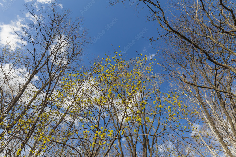 Trees in spring in the woods, view up Trees in spring in the woods, view up