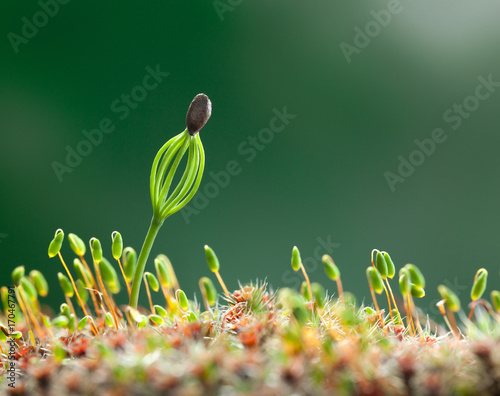 Moss and conifer seedling