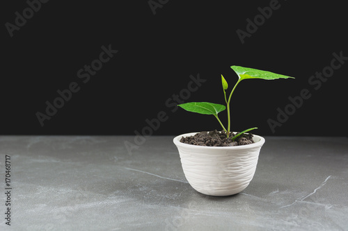 green potted plant, trees in the pot on table and dark background.