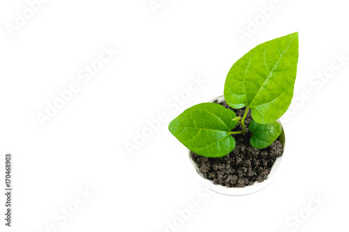Seedling and plant growing in soil isolated on white background