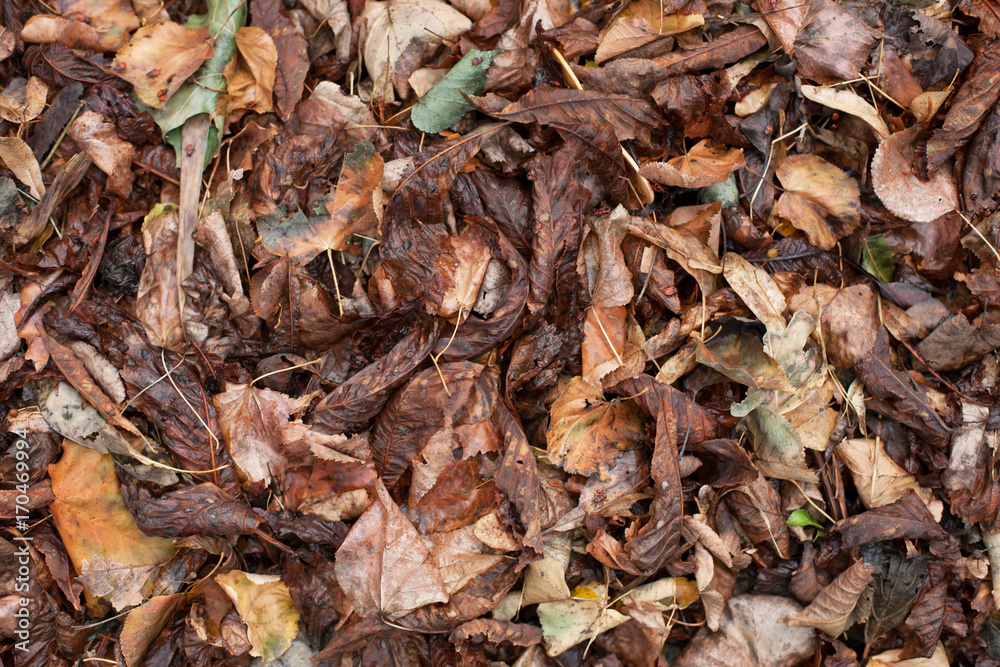 Dry, fallen leaves. Dry, fallen leaves.