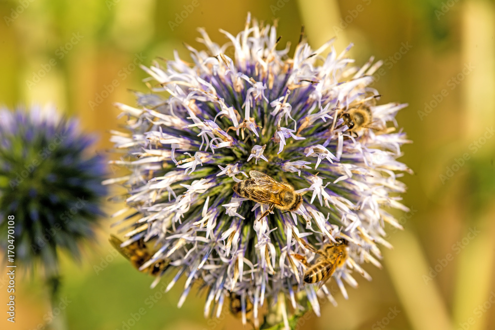 Kugeldistel, Echinops spaerocephalus, Blüte mit Bienen Kugeldistel, Echinops spaerocephalus, Blüte mit Bienen