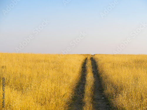 Path through the golden prairie grass fields