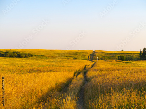 Golden hour walking through the long grass of the alberta prairies
