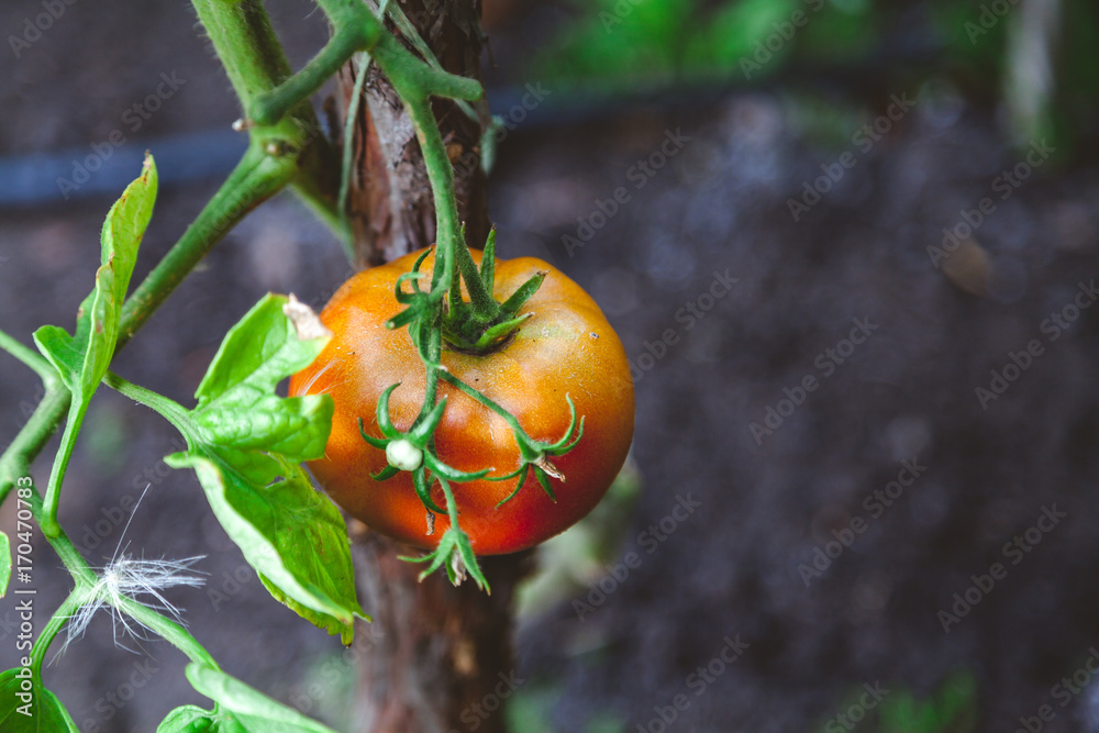 brown tomato hangs on bush branch brown tomato hangs on bush branch