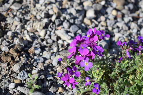 Blumen auf dem Kiesweg