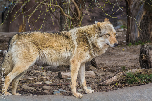 Волк в Московском зоопарке.