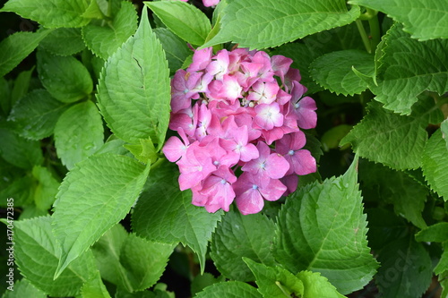 schöne Hortensie