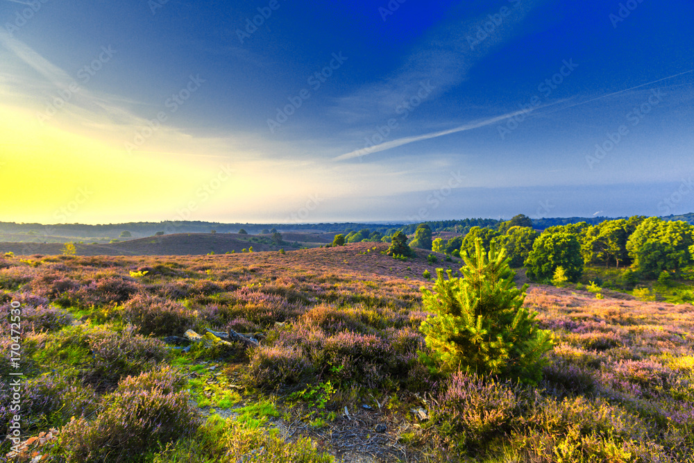 Sunrise on the Posbank in National Park Veluwezoom with flowering Heather and foggy landscape on the background