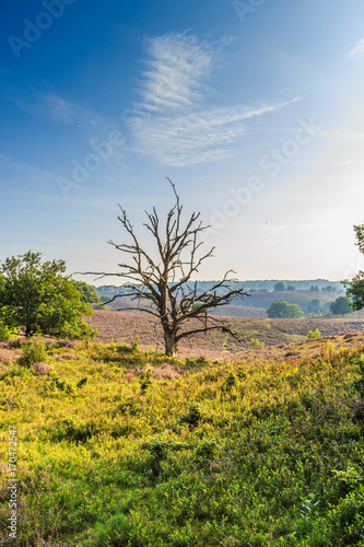 Sunrise landscape the Posbank with flowering Heather fields and dead tree