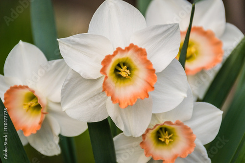 Daffodils.