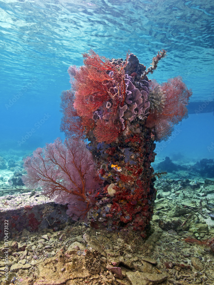 Naklejka premium Sea fans on a broken pier