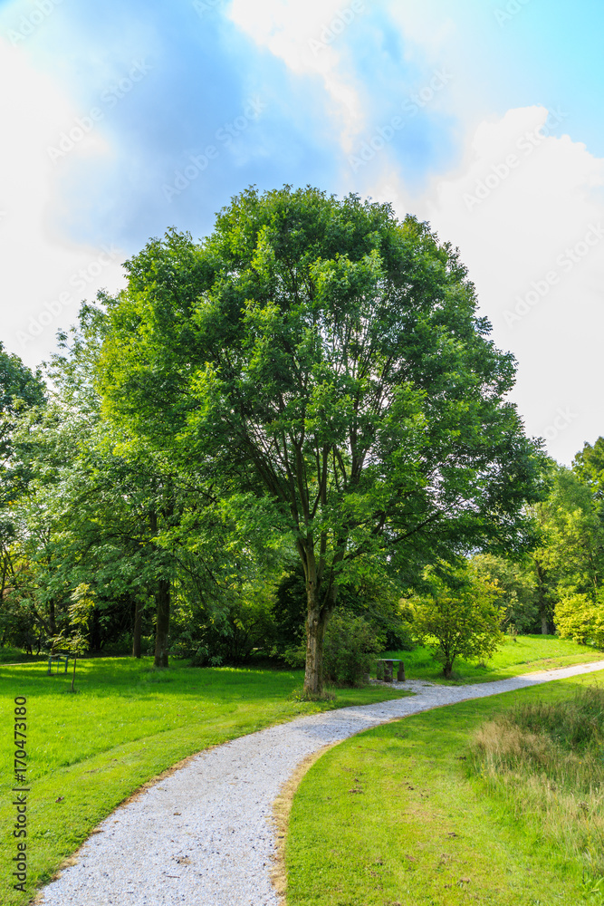 Green Ash, Fraxinus pennsylvanica var. subintegerrima, along a footpath in park Green Ash, Fraxinus pennsylvanica var. subintegerrima, along a footpath in park