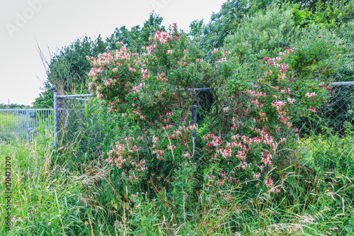 Wild honeysuckle, Lonicera periclymenum Serotina, on a fence photo