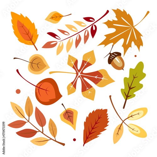 autumn leaves collection set with different kinds of autumn leaves colored with yellow orange red brown 