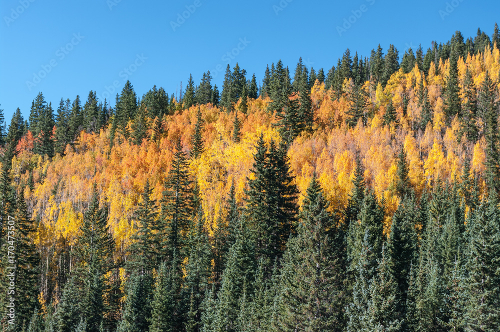 Aspens on the Mountains Aspens on the Mountains