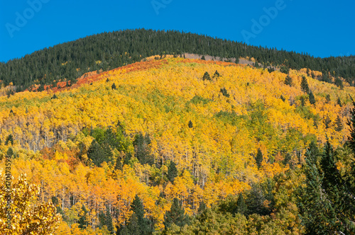 Aspens on the Mountains