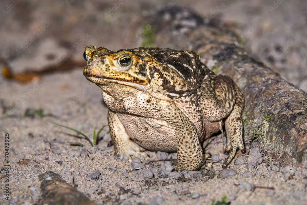 Sapo-cururu (Rhinella crucifer) | Toad photographed in Linhares, Espírito Santo - Southeast of Brazil. Atlantic Forest Biome. Sapo-cururu (Rhinella crucifer) | Toad photographed in Linhares, Espírito Santo - Southeast of Brazil. Atlantic Forest Biome.