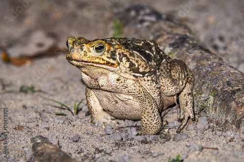Sapo-cururu (Rhinella crucifer) | Toad photographed in Linhares, Espírito Santo - Southeast of Brazil. Atlantic Forest Biome.