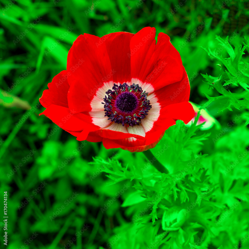 Poppy. Flower. Minimal style Poppy. Flower. Minimal style