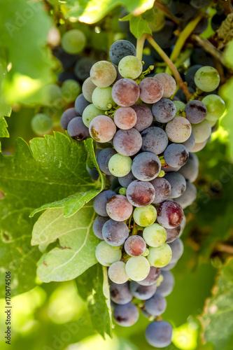 Wine grapes in veraison stage on vine photo