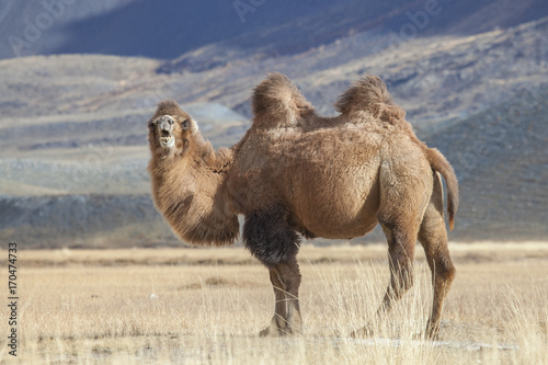 Bactrian Camel, Altai Tavan Bogd National Park, Mongolia
