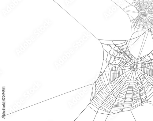 Black spider web silhouette on white vector background