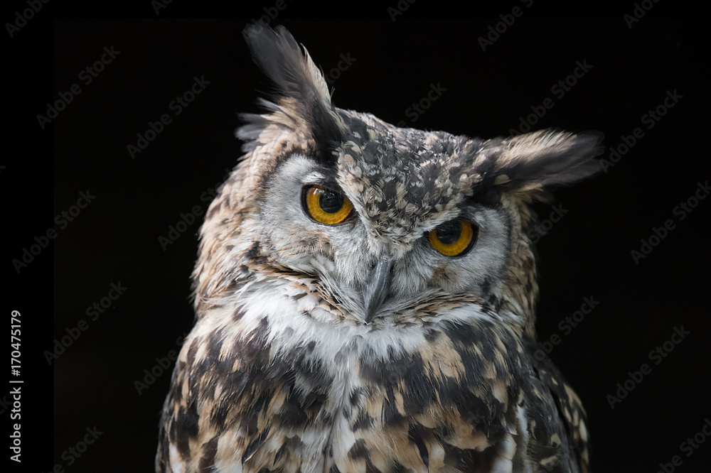Fototapeta premium portrait of an eagle owl very close up with black background and looking straight at camera with its head slightly tilted and vacant expression